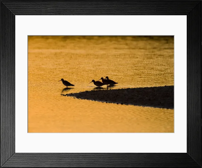 Framed Print : Shorebirds at sunrise at the mouth of the Connecticut River in Old Lyme, Connecticut