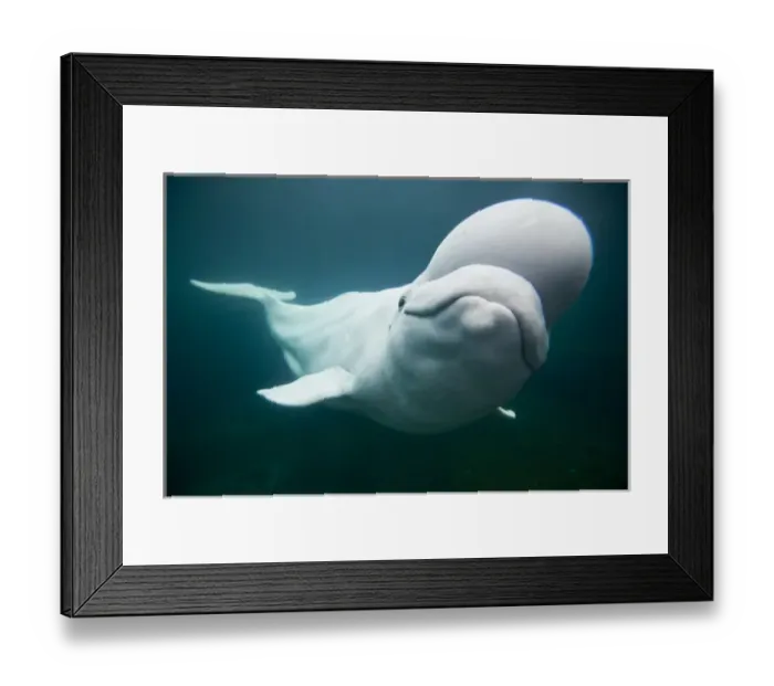 Framed Print : USA, Connecticut, Mystic, Captive Beluga Whale (Delphinapterus leucas) swimming inside
