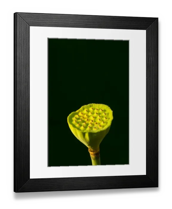 Framed Print : United States, DC, Washington, Kenilworth Aquatic Gardens, Lotus seed pod in bottom center Framed Print : United States, DC, Washington, Kenilworth Aquatic Gardens, Lotus seed pod in bottom center