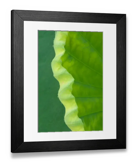 Framed Print : United States, DC, Washington, Kenilworth Aquatic Gardens Edge of lotus leaf uncurling