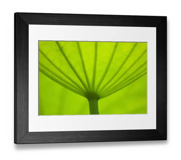 Framed Print : United States, DC, Washington, Kenilworth Aquatic Gardens, Underside of lotus leaf