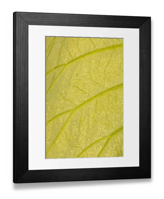 Framed Print : United States, DC, Washington, Kenilworth Aquatic Gardens, Underside of a lotus leaf