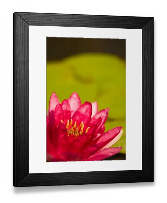 Framed Print : United States, DC, Washington, Kenilworth Aquatic Gardens Pink / red tropical water Framed Print : United States, DC, Washington, Kenilworth Aquatic Gardens Pink / red tropical water