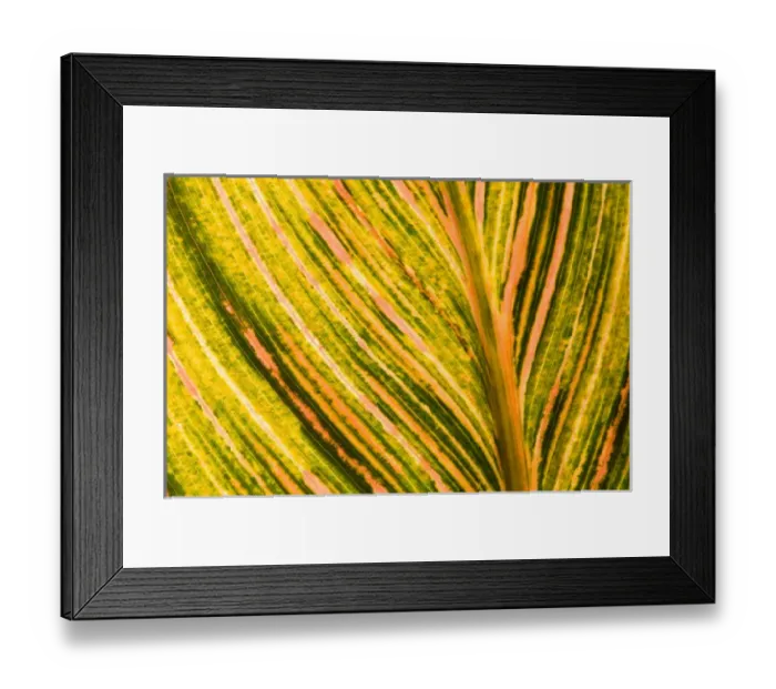 Framed Print : United States, DC, Washington, Kenilworth Aquatic Gardens Backlit canna leaf Framed Print : United States, DC, Washington, Kenilworth Aquatic Gardens Backlit canna leaf