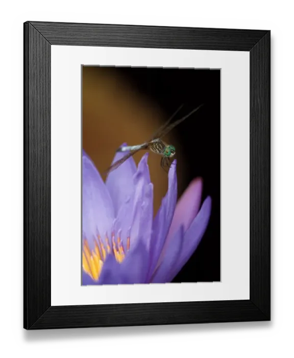 Framed Print : United States, DC, Washington, Kenilworth Aquatic Gardens Blue dasher dragonfly Framed Print : United States, DC, Washington, Kenilworth Aquatic Gardens Blue dasher dragonfly