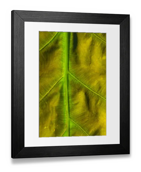 Framed Print : United States, DC, Washington, Kenilworth Aquatic Gardens Pattern of green veins