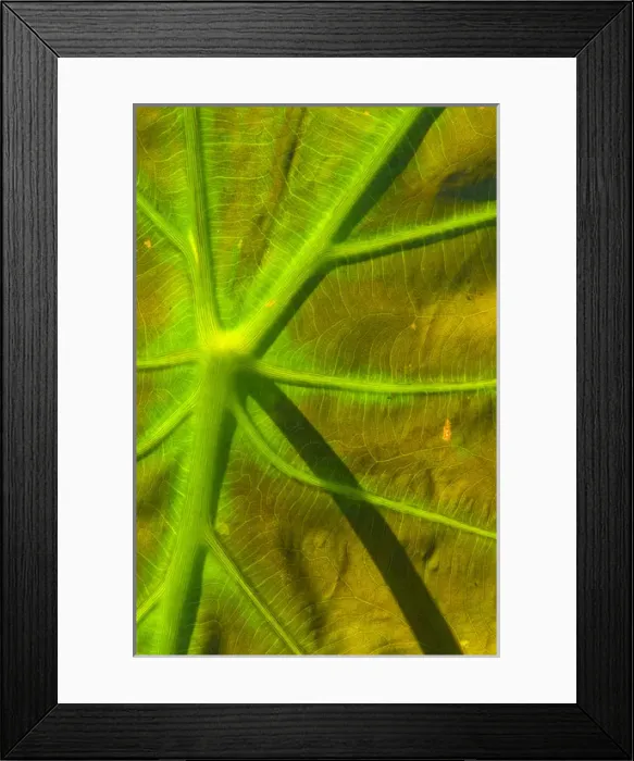 Framed Print : United States, DC, Washington, Kenilworth Aquatic Gardens Patter of green veins of backlit leaf Framed Print : United States, DC, Washington, Kenilworth Aquatic Gardens Patter of green veins of backlit leaf