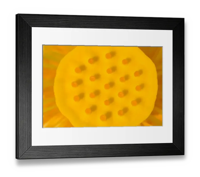 Framed Print : United States, DC, Washington, Kenilworth Aquatic Gardens Close-up of a lotus s