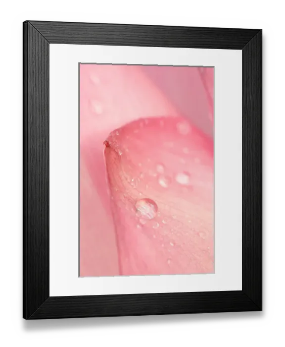 Framed Print : United States, DC, Washington, Kenilworth Aquatic Gardens Close-up of tip of pink Framed Print : United States, DC, Washington, Kenilworth Aquatic Gardens Close-up of tip of pink