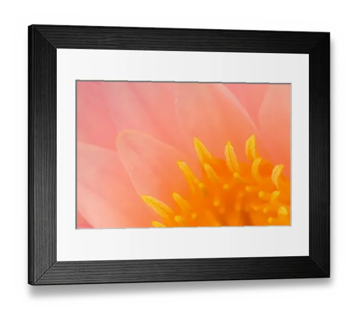 Framed Print : United States, DC, Washington, Kenilworth Aquatic Gardens Close-up of center of Framed Print : United States, DC, Washington, Kenilworth Aquatic Gardens Close-up of center of