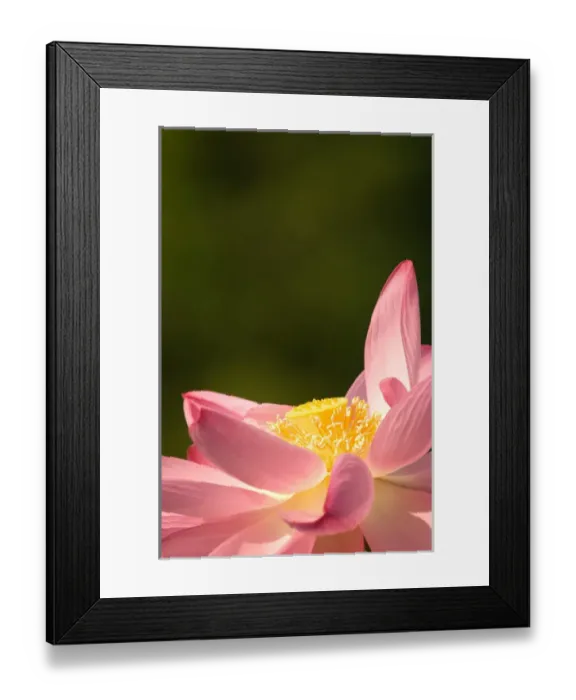Framed Print : United States, DC, Washington, Kenilworth Aquatic Gardens Pink lotus fully open Framed Print : United States, DC, Washington, Kenilworth Aquatic Gardens Pink lotus fully open