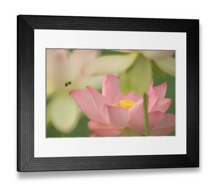Framed Print : United States, DC, Washington, Kenilworth Aquatic Gardens Pink lotus with bee Framed Print : United States, DC, Washington, Kenilworth Aquatic Gardens Pink lotus with bee