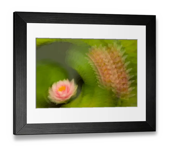 Framed Print : United States, DC, Washington, Kenilworth Aquatic Gardens Multiple exposure of a pink