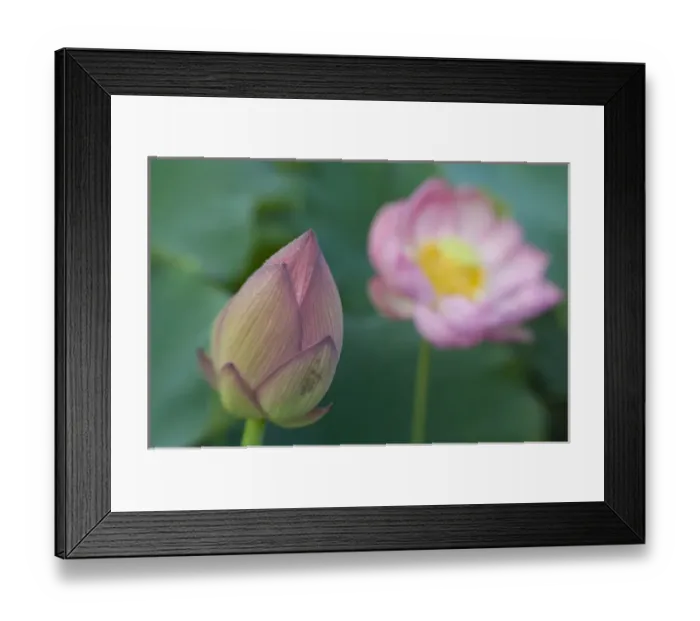 Framed Print : United States, DC, Washington, Kenilworth Aquatic Gardens, selective focus lotus bud Framed Print : United States, DC, Washington, Kenilworth Aquatic Gardens, selective focus lotus bud