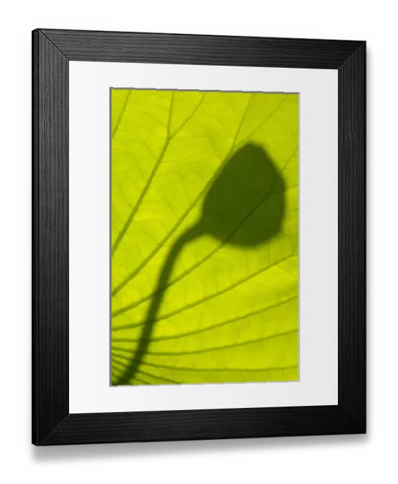 Framed Print : United States, DC, Washington, Kenilworth Aquatic Gardens, shadows of lotus seed