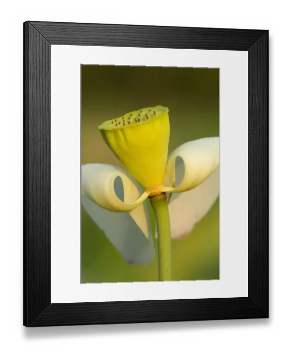 Framed Print : United States, DC, Washington, Kenilworth Aquatic Gardens, center of lotus with two