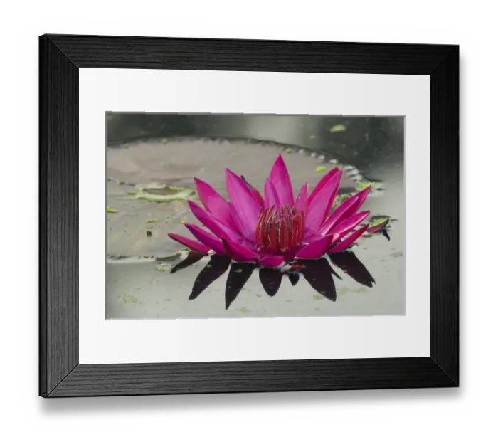 Framed Print : United States, DC, Washington, Kenilworth Aquatic Gardens, closeup of pink tropical Framed Print : United States, DC, Washington, Kenilworth Aquatic Gardens, closeup of pink tropical