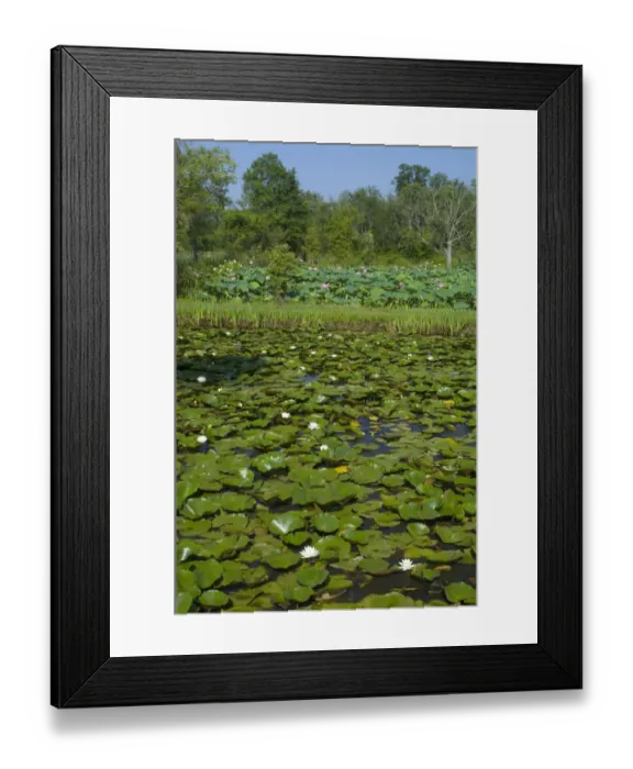 Framed Print : United States, DC, Washington, Kenilworth Aquatic Gardens, ponds with hardy water lilies Framed Print : United States, DC, Washington, Kenilworth Aquatic Gardens, ponds with hardy water lilies