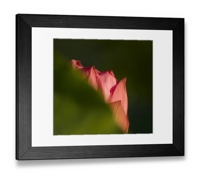 Framed Print : United States, DC, Washington, Kenilworth Aquatic Gardens, selective focus of pink lotus Framed Print : United States, DC, Washington, Kenilworth Aquatic Gardens, selective focus of pink lotus