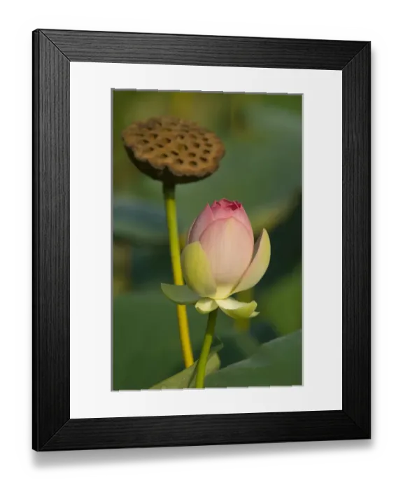 Framed Print : United States, DC, Washington, Kenilworth Aquatic Gardens, lotus blossom wi th dried Framed Print : United States, DC, Washington, Kenilworth Aquatic Gardens, lotus blossom wi th dried