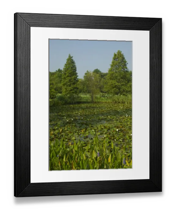 Framed Print : United States, DC, Washington, Kenilworth Aquatic Gardens, aquatic gardens scene Framed Print : United States, DC, Washington, Kenilworth Aquatic Gardens, aquatic gardens scene
