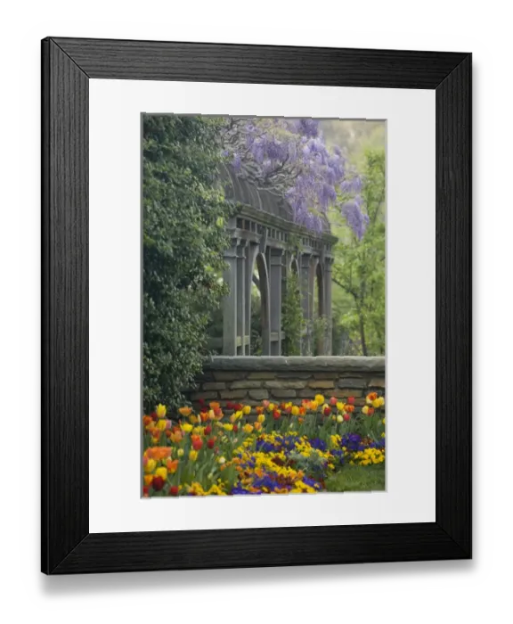 Framed Print : Wisteria and tulips in garden of Dumbarton Oaks, Georgetown, Washington D. C. (District of Columbia) Framed Print : Wisteria and tulips in garden of Dumbarton Oaks, Georgetown, Washington D. C. (District of Columbia)