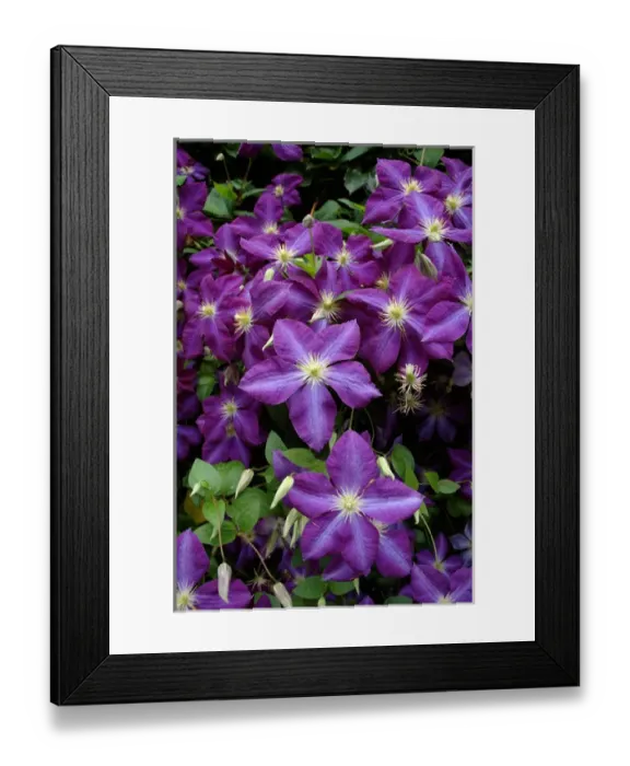 Framed Print : Washington, DC, US Botanic Garden