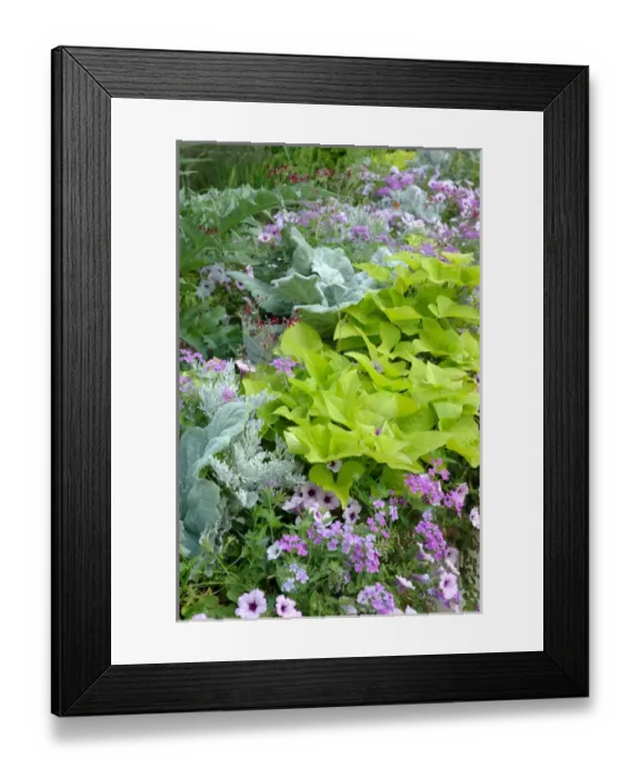 Framed Print : Washington, DC, US Botanic Garden Framed Print : Washington, DC, US Botanic Garden