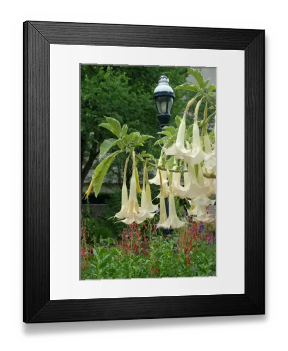 Framed Print : Washington, DC, Mary Livingston Ripley Garden, Angels Trumpets Framed Print : Washington, DC, Mary Livingston Ripley Garden, Angels Trumpets