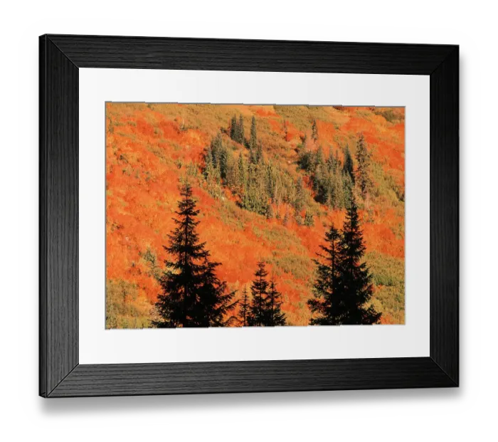 Framed Print : USA, Washington State, Stevens Pass, Blueberry bushes with fir tree in silhouette Framed Print : USA, Washington State, Stevens Pass, Blueberry bushes with fir tree in silhouette