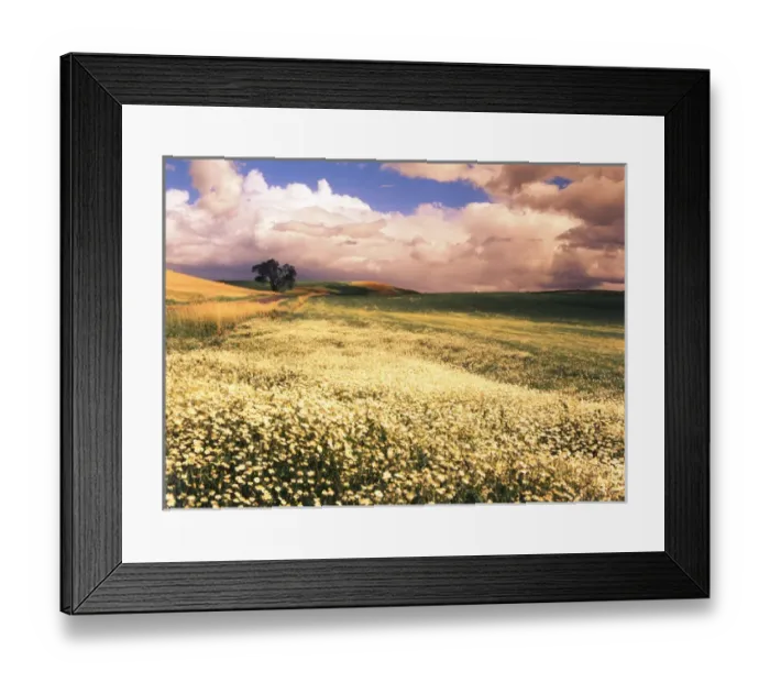 Framed Print : USA, Washington State, Palouse Area, Oxeye Daises (Leucenthemum Vulgare) with oak Framed Print : USA, Washington State, Palouse Area, Oxeye Daises (Leucenthemum Vulgare) with oak