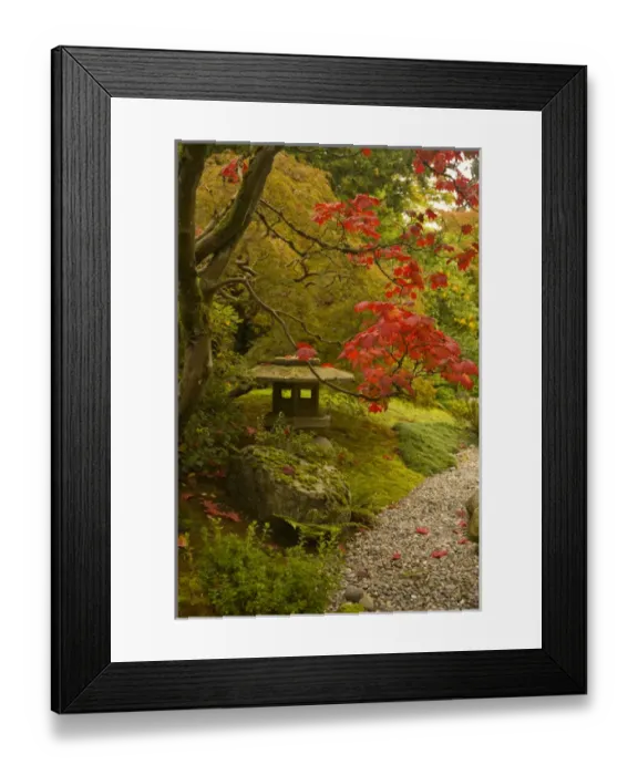 Framed Print : Japanese Garden, Washinton Park, Autumn Colors, Seattle, Washington State, USA