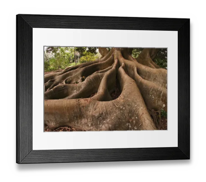 Framed Print : Morton Bay Fig tree Ficus macrophylla Selby Gardens Sarasota, Florida Framed Print : Morton Bay Fig tree Ficus macrophylla Selby Gardens Sarasota, Florida