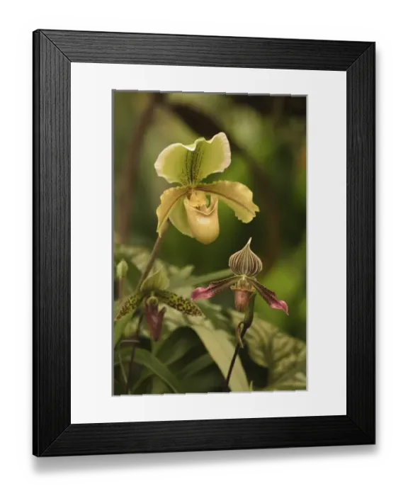 Framed Print : Hybrid Ladyslipper Orchids, Paphiopedilum spp. Selby Gardens, Sarasota, Florida Framed Print : Hybrid Ladyslipper Orchids, Paphiopedilum spp. Selby Gardens, Sarasota, Florida