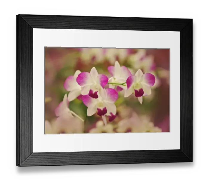 Framed Print : Hybrid Orchids, Orchidacae spp. Selby Gardens, Sarasota, Florida Framed Print : Hybrid Orchids, Orchidacae spp. Selby Gardens, Sarasota, Florida
