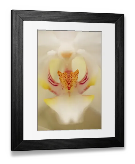 Framed Print : Hybrid Orchid, Orchidacae spp. Selby Gardens Sarasota, Florida
