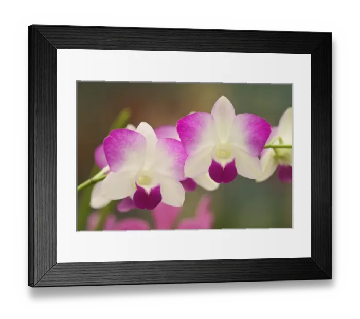Framed Print : Orchids, Orchidacae spp. Selby Gardens Sarasota, Florida Framed Print : Orchids, Orchidacae spp. Selby Gardens Sarasota, Florida