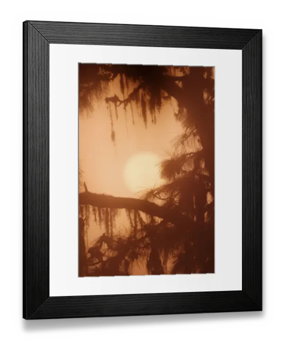 Framed Print : Silhouetted pine tree draped in Spanish Moss Tillandsia usneides Venice, Florida Framed Print : Silhouetted pine tree draped in Spanish Moss Tillandsia usneides Venice, Florida