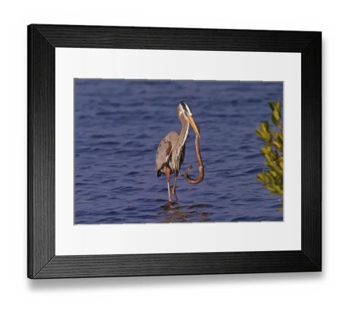 Framed Print : Great Blue Heron capturing water snake Ardea herodias J. N. Ding Darling National Framed Print : Great Blue Heron capturing water snake Ardea herodias J. N. Ding Darling National