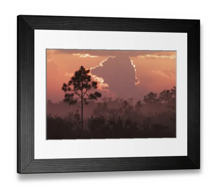 Framed Print : Pines silhouetted at sunrise Everglades National Park, Florida Framed Print : Pines silhouetted at sunrise Everglades National Park, Florida