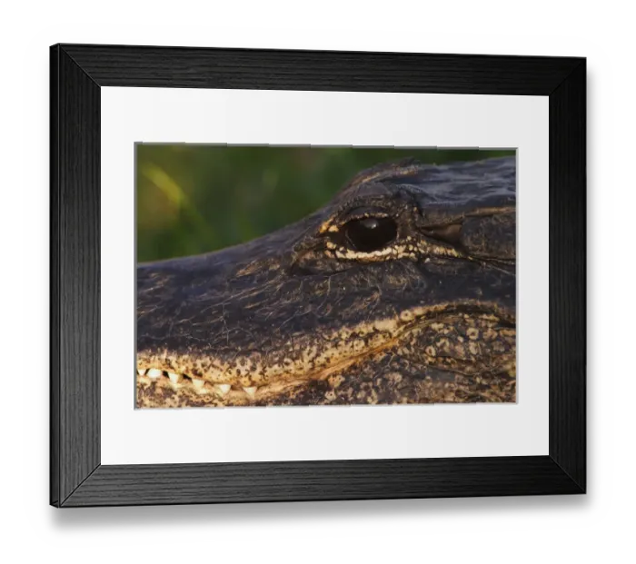 Framed Print : American Alligator close-up Alligator mississippiensis Everglades National Park