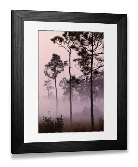 Framed Print : Pines silhouetted in mist at sunrise Everglades National Park, Florida