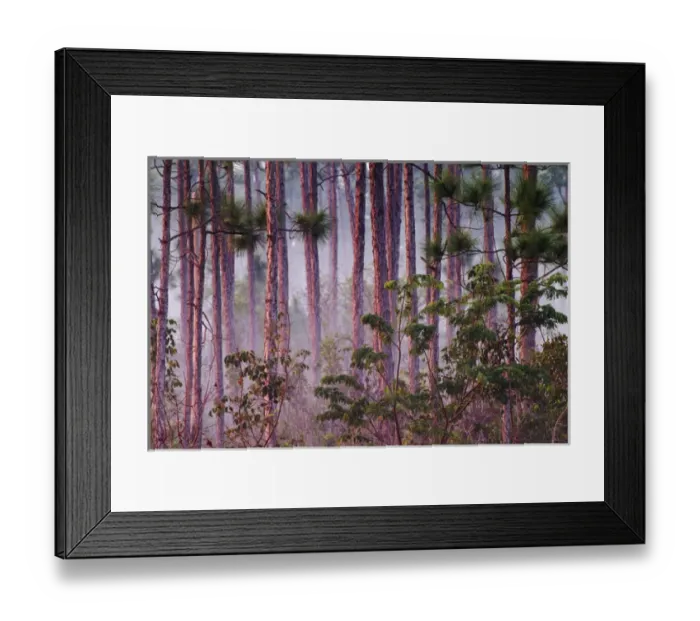 Framed Print : Mist among pine trees Everlades National Park, Florida Framed Print : Mist among pine trees Everlades National Park, Florida