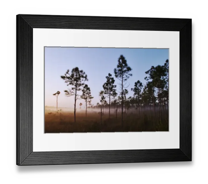 Framed Print : Pines silhouetted at sunrise Everglades National Park, Florida Framed Print : Pines silhouetted at sunrise Everglades National Park, Florida
