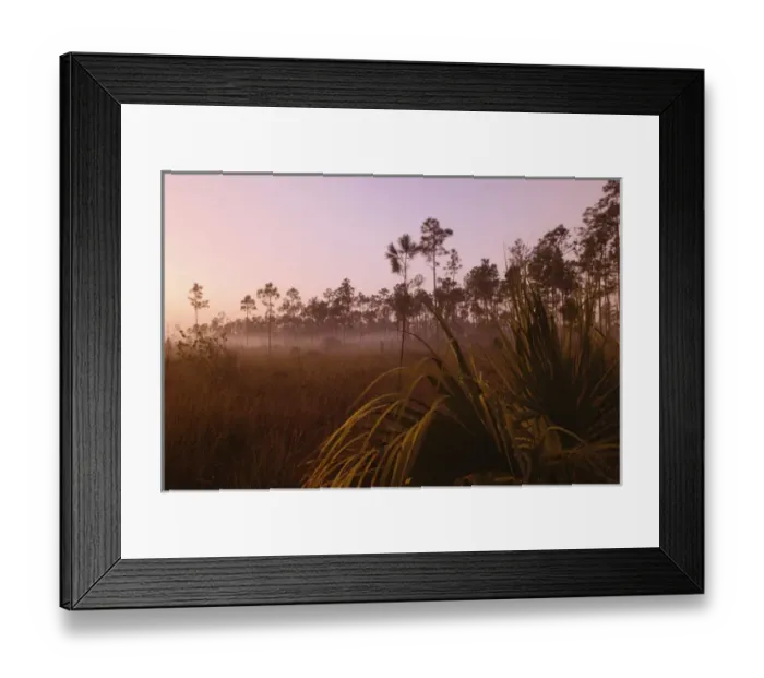 Framed Print : Misty sunrise Everglades National Park, Florida