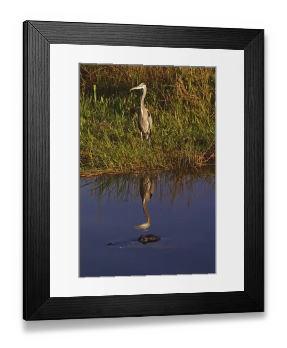 Framed Print : Great Blue Heron, Ardea herodias American Alligator, Alligator mississippiensis Framed Print : Great Blue Heron, Ardea herodias American Alligator, Alligator mississippiensis