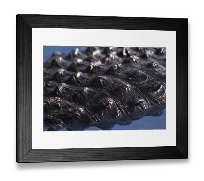 Framed Print : American Alligator skin details Alligator mississippiensis Everglades National Park Framed Print : American Alligator skin details Alligator mississippiensis Everglades National Park
