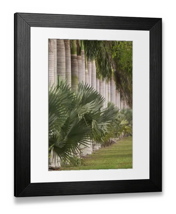 Framed Print : Row of stately Cuban Royal Palm trees Roystonea regia Miami, Florida Framed Print : Row of stately Cuban Royal Palm trees Roystonea regia Miami, Florida