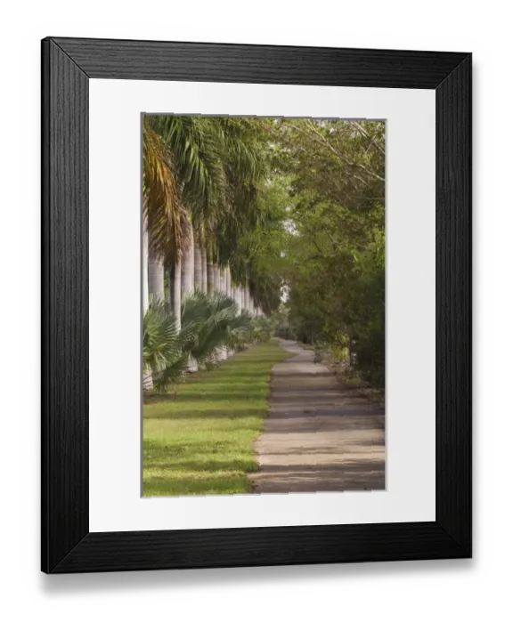 Framed Print : Sidewalk lined with palm trees Miami, Florida Framed Print : Sidewalk lined with palm trees Miami, Florida