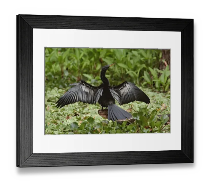 Framed Print : Anhinga, Anhinga anhinga, Corkscrew Swamp Sanctuary, near Naples, FL